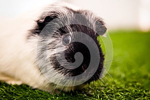 Small black and white guinea pig
