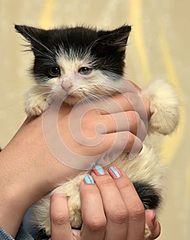 Small black-white kitten