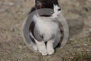 Small black-and-white kitten outdoors close-up