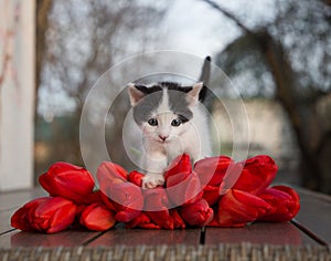 Small black and white kitten stands on a table near a bouquet of red tulips