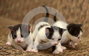 small black white kitten