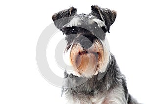 Small black and white miniature schnauzer dog