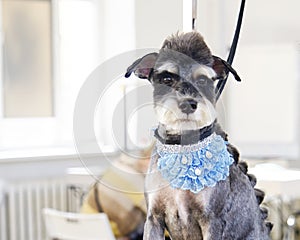 A small black and white miniature Schnauzer dog with a neck ornament