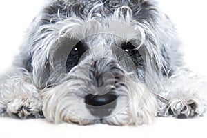 Small black and white miniature schnauzer dog wtih funny face looking at camera on white background