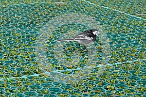 Pied Wagtail walking on the ground in England