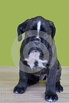 Small black with white spots on nose bridge and neck Boxer puppy on green background.