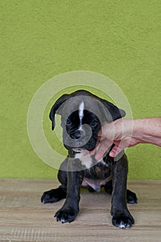 Small black with white spots on nose bridge and neck Boxer puppy on green background.