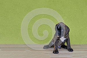 Small black with white spots on nose bridge and neck Boxer puppy on green background.