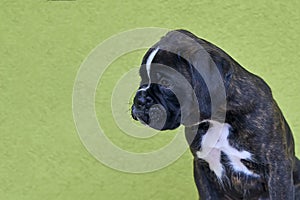 Small black with white spots on nose bridge and neck Boxer puppy looks on the left side on green background.