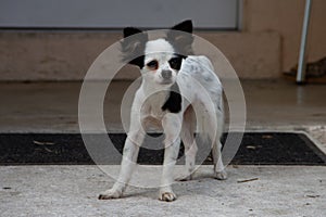 Small black and white terrier type dog standing on cement with ears perked and staring