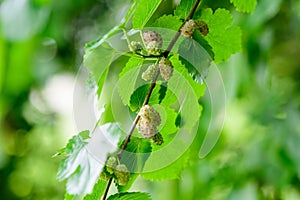 Small black wild white and yellow mulberries with tree branches and green leaves, also known as Morus tree, in a summer garden in