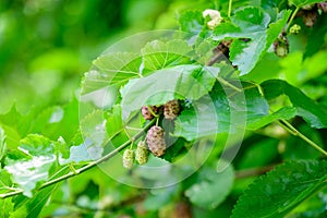 Small black wild white and yellow mulberries with tree branches and green leaves, also known as Morus tree, in a summer garden in