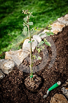 Small Blackberry rubus plant standing in a raised bed with soil, planting and cultivation