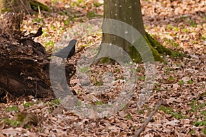 Small blackbird i nthe forest, Merula