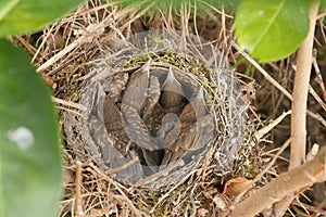 Small Blackbirds just leave the egg in the nest