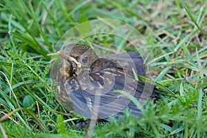 Small Blackbirds just leave the egg in the nest