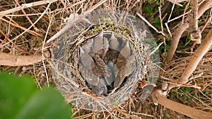 Small blackbirds just leave the egg in the nest