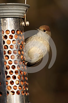 Small Blackcap perched atop a wooden bird feeder pole