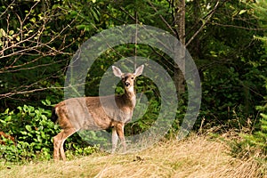 Small Blacktail deer looking at camera