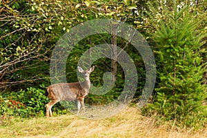 Small Blacktail deer looking at camera