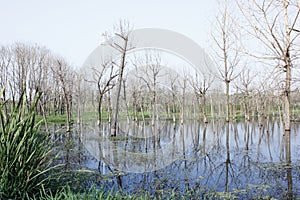 The small blasted wood standing in the water pool photo