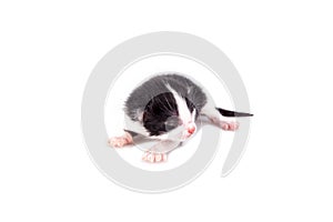 Small blind kitten on a white background.