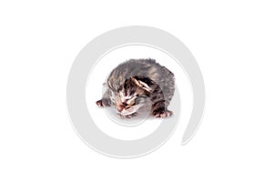 Small blind kitten on a white background.