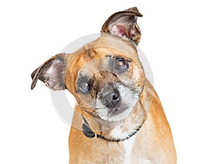 Small blind mixed breed dog with cataracts isolated photo