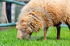 Small blond Ouessant sheep grazing grass in meadow