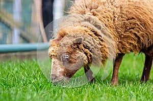 Small blond Ouessant sheep grazing grass in meadow