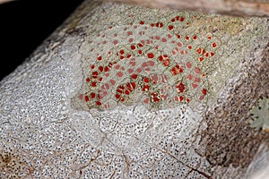 Small Bloodstain Lichen