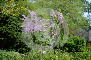 A small blooming magnolia tree