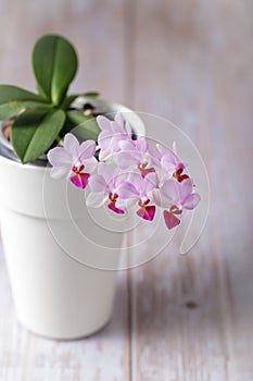 Small blooming orchid flowers phalaenopsis in white pot