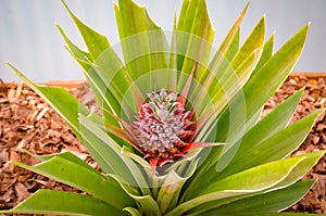 Small blooming pineapple flower surrounded by green leaves. Blurred background. Tropical fruits. Fresh fruit background, concept.