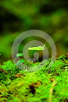 Small Blossom on forest floor