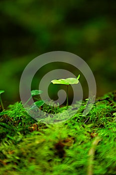 Small Blossom on forest floor