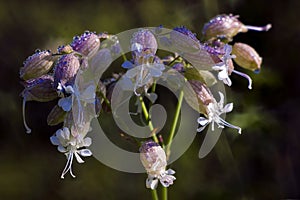 Small blossoms of meadow's flower