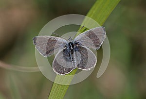 Small Blue