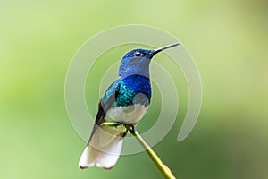 A small blue bird perched on a branch