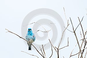 Small blue bird with ruffled feathers