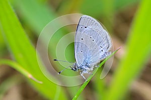 Small Blue Butterfly