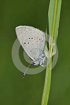 Small Blue Butterfly - Cupido minimus photo