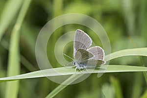 Small Blue butterfly, Cupido minimus, on a blade of grass photo