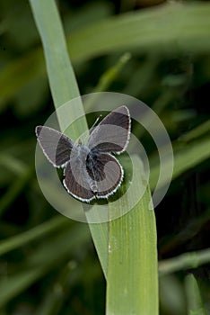 Small Blue butterfly, Cupido minimus, on a blade of grass