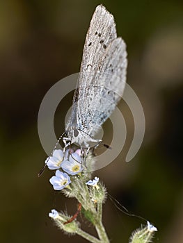 Small Blue Butterfly (Cupido minimus) photo