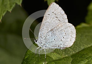 Small Blue Butterfly (Cupido minimus) photo