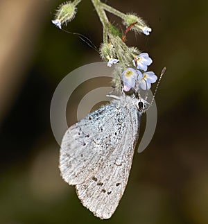 Small Blue Butterfly (Cupido minimus) photo