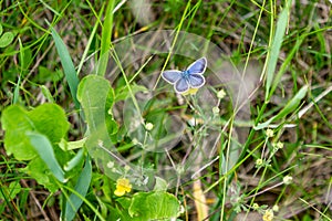 A small blue butterfly Lycaenidae with spread wings sits on a small yellow flower in the green grass. Horizontal