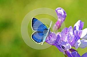 Small blue butterfly on purple flower
