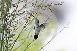 Small, Blue-chinned Sapphire hummingbird hovering and feeding on red flowers in a garden